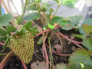 StrawberryPlant