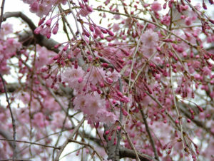 351 Cherry Blossom